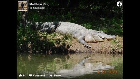 10 Foot Alligators Spotted In Alabama — But Theyre No Reason To Worry Experts Say