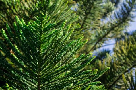 Growing And Caring For Norfolk Island Pine