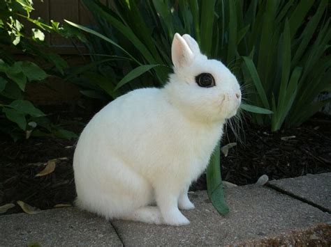 Dwarf Hotot Rabbit Facts Personality Care Sheet And Pictures