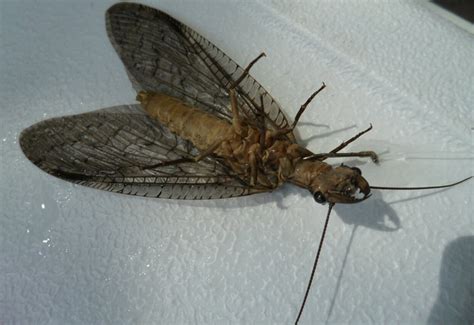 Dobsonfly Weight These Huge Flies Weigh Shockingly High Whats That Bug