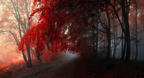 Red Fall Forest Wallpapers Wallpaper Cave