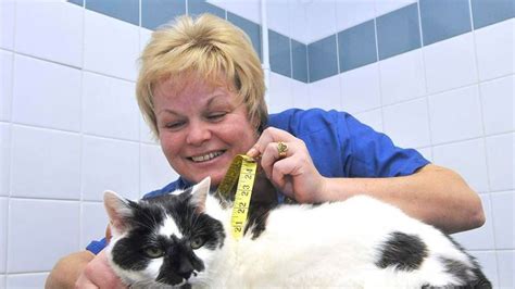 Looking for a trip to emeryville and want to take your pet along? Pdsa Middlesbrough Out Of Hours