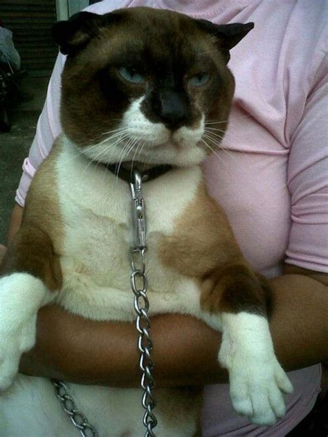 Derived from the wichianmat landrace, one of several varieties of cat native to thailand (formerly known as siam). Um... House cat on steroids? | Big Cats. | Pinterest ...