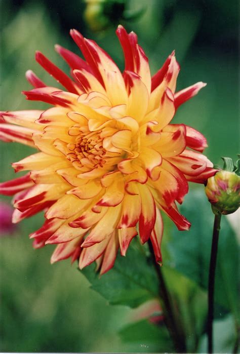 Red And Yellow Dahlia Diane Aubé Photography