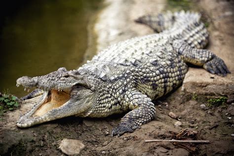 New Extinct Crocodile Species Found In Australia The Tribune India