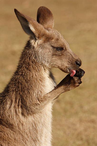 90 Kangaroo Tongue Stock Photos Pictures And Royalty Free Images Istock