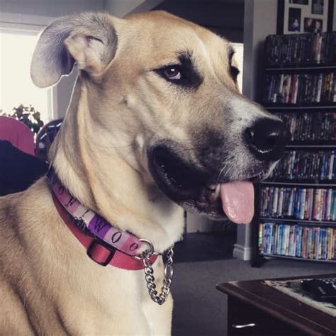 This eukanuba puppy dry dog food includes dha, a substance added through fish oil that is believed to help the dog's brain develop better. Great Dane Husky Mix 🐕 | Vet Reviews | 3 Reasons To Avoid