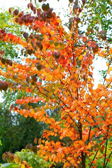 Cercidiphyllum Japonicum Trees And Shrubs Colorful Shrubs Fall