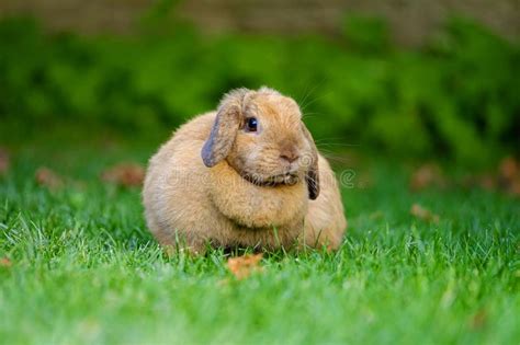 Portrait Of A Rabbit Walking On The Grass 5 Stock Photo Image Of