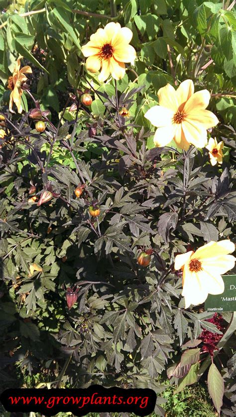 We did not find results for: Dahlia Mystic illusion - How to grow & care