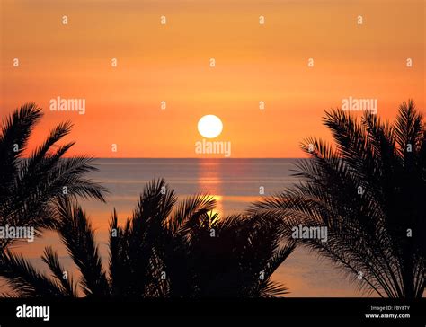 Palms And Sunrise Over Sea Stock Photo Alamy