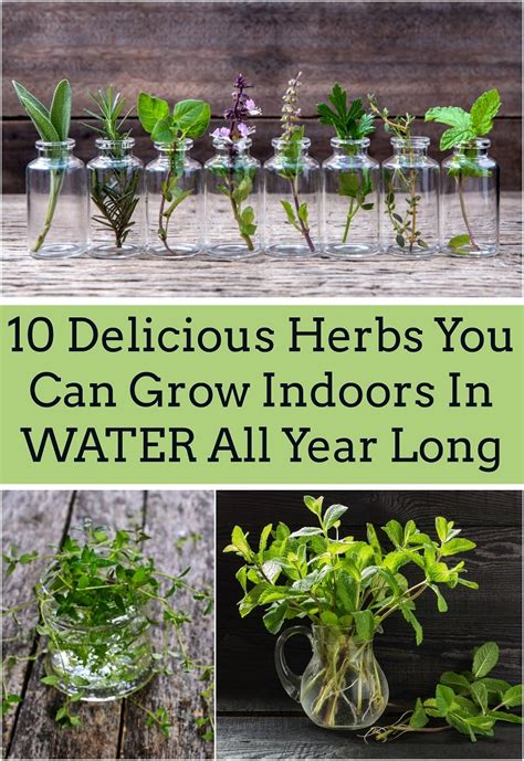 25 Herbs Vegetables And Plants You Can Grow In Water