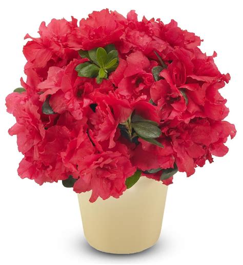See what 205 other customers have said about avasflowers.net and share your own shopping experiences. Splendid Azalea Planter | Avas Flowers | Flower delivery ...