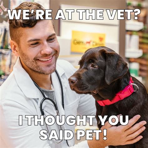 Funny Dog Vet Memes Images Free Download On Freepik