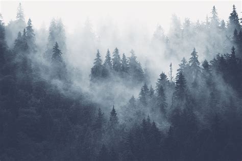 Foggy Forest Blue Style With A Canvas Print Photowall