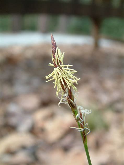 Usually the most plant damage Carex pensylvanica - Jersey-Friendly Yards