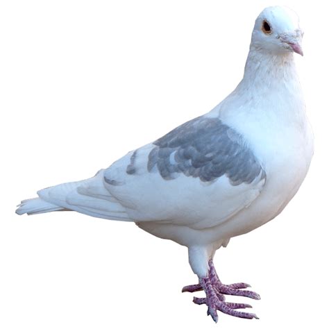 White Pigeon Dove Png Pic Png Mart
