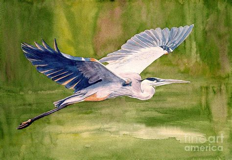 Great Blue Heron Painting By Pauline Ross