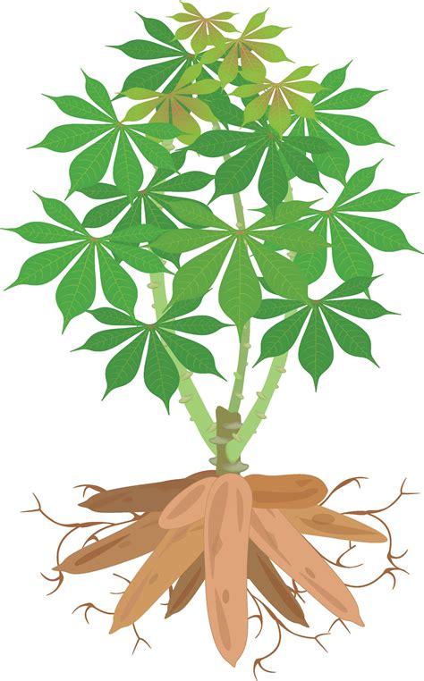 Perhatikan tanaman berikut ini! Berdasarkan