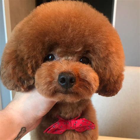 15 Funny Haircuts For Poodles That Will Make Your Day Happy Page 2 Of