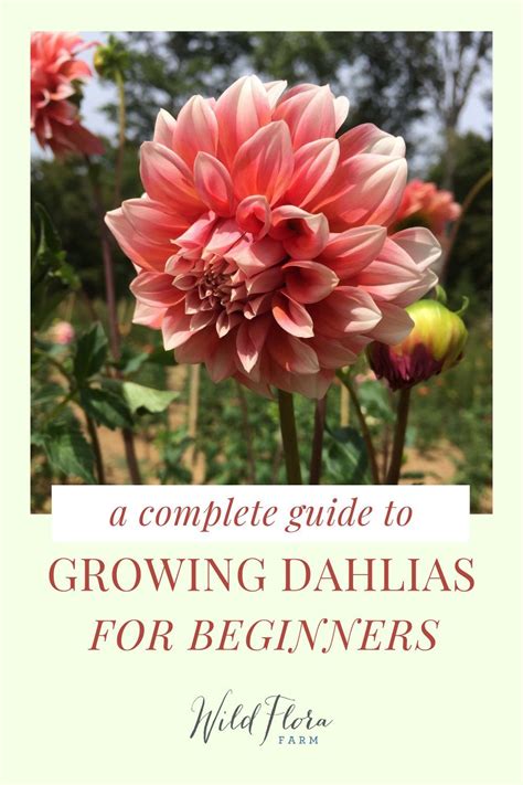 Dahlias 101 A Beginners Growing Guide — The Barn Of Chapel Hill At