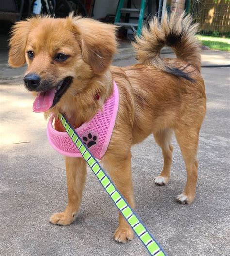 Adopt Foxy On Petfinder In 2023 Pomeranian Chihuahua Mix Pomeranian