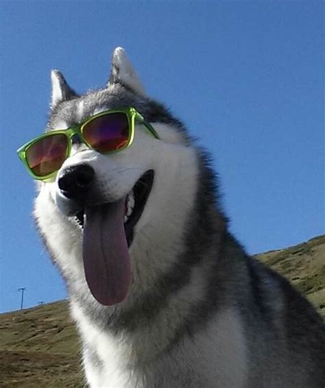 9 Funniest Husky Faces Page 4 Of 9 Husky Lovers Husky Faces