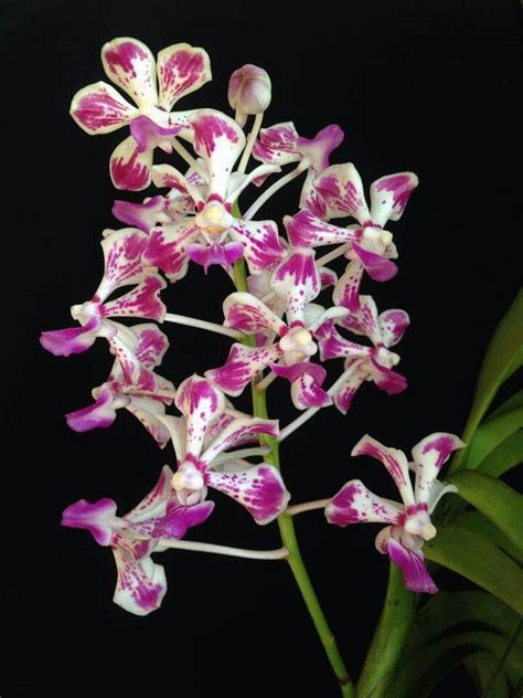 Pin By Pearl Aranda On Beautiful Orchids Beautiful Orchids Orchid Flower Orchids
