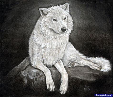 Arctic Wolf Drawing Draw Easy