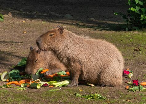 What Do Capybaras Eat 10 Foods Capybaras Love To Eat