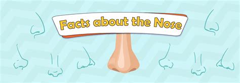 Unbelievable Facts About Your Nose Learningmole