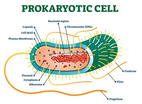 Eukaryotes And Prokaryotes Gcse Biology Revision