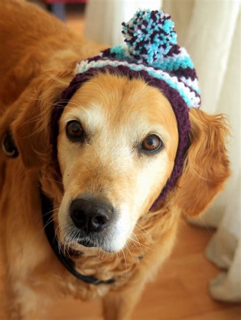 Dog Beanie Dog Beanie Pet Accessories Dog Dresses