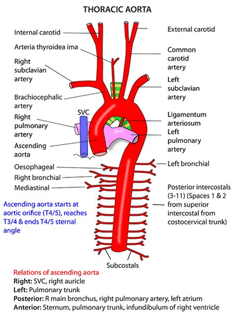 Instant Anatomy Thorax Vessels Arteries Descending Aorta