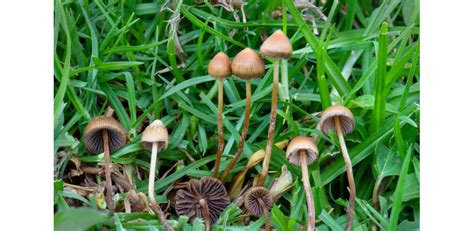 Planning A Trip Oregons Magic Mushroom Experiment Advances