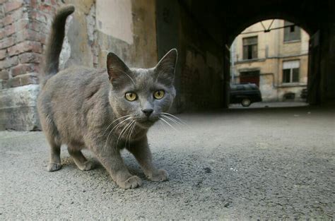 Кошкам запретили гулять самим по себе - Парламентская газета
