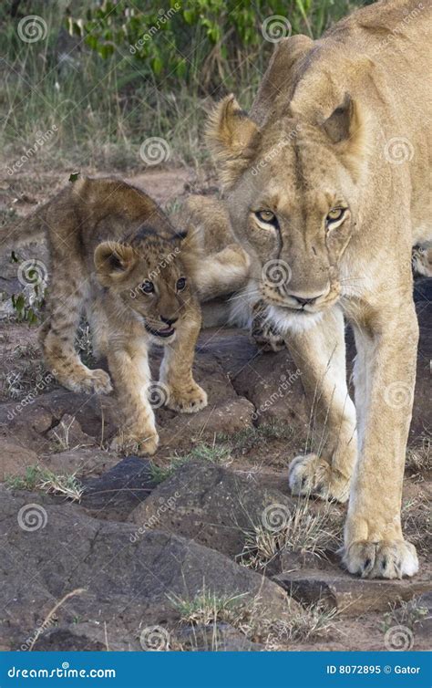 African Lioness With Cub Royalty Free Stock Photo