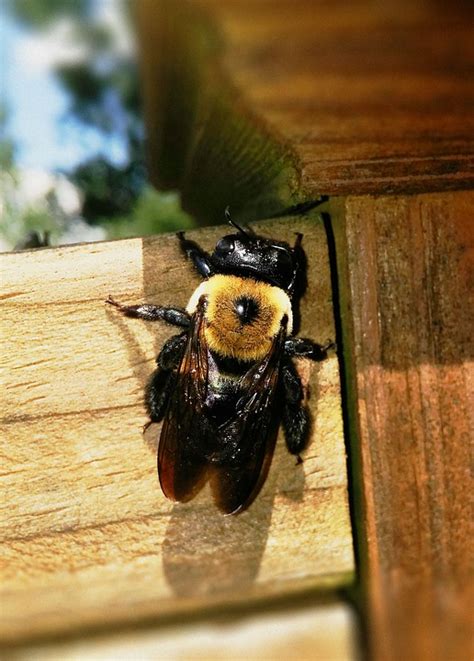 Remove Bees From Your Property Columbus OH Carpenter Bee Removal