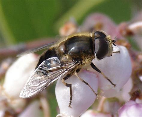 California Native Bees Flies Beeflies Wasps And Bumblebees
