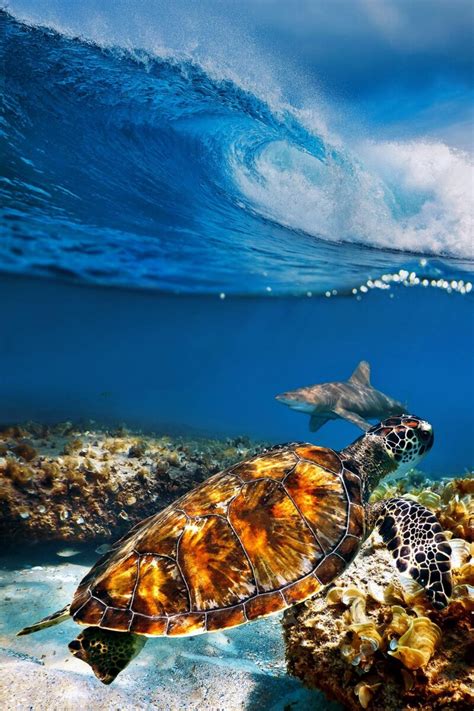 turtle swimming with shark under breaking wave justin kelefas fine art photography