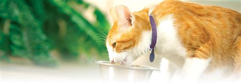 Fish isn't that great for them to begin with. How Do I Switch or Transition Cat Foods? | Cats that dont ...