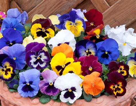 Many Different Colored Pansies In A Clay Pot