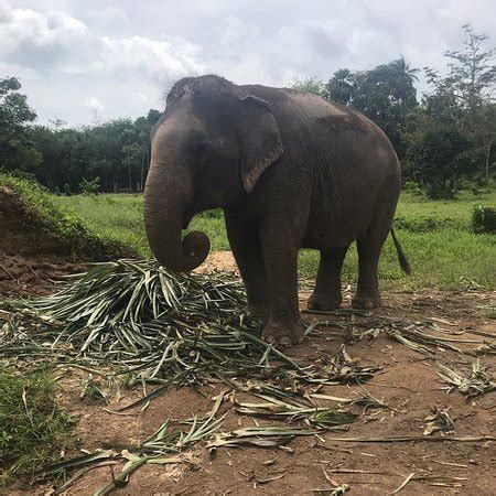 6 2/12b kathu, kathu district, phuket 83120, thailand (or just take left from entrance). Phuket Elephant Sanctuary - 2021 All You Need to Know ...
