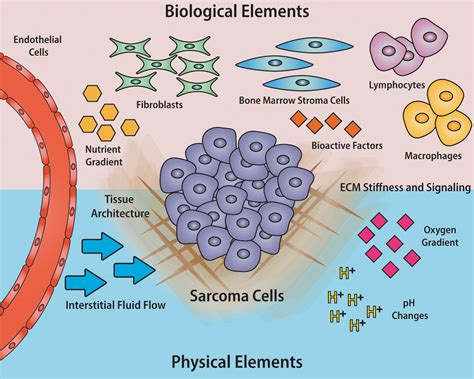 Modeling The Tumor Microenvironment And Pathogenic Signaling In Bone