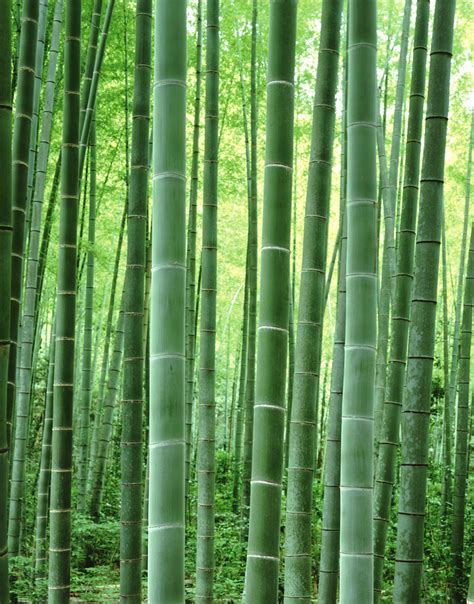 47 Bamboo Wallpaper Hd Wallpapersafari