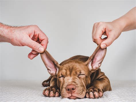 Dog Ear Discharge Vetericyn