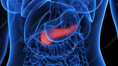 Inflamed Pancreas Illustration Stock Image F0384419 Science