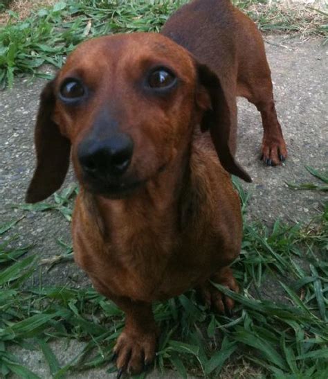 Just go to smile.amazon.com or download the amazon smile app & select dachshund rescue of los angeles as the charity you want to support. Oscar 5 - PA's Web Page