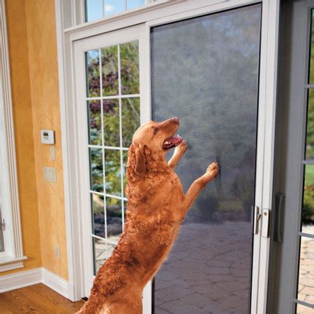 You could open your storm windows and manually install these and this would create a barrier (before) your regular window screens. Petscreen- Pet Resistant Screen