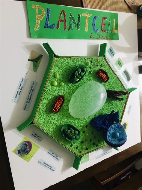 Plant Cell 3d Model Plant Cell Project Plant Cell Project Models